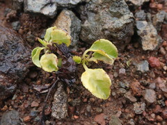 Orthilia secunda