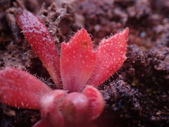 Micranthes ferruginea