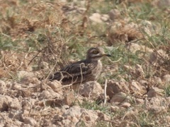 Burhinus oedicnemus