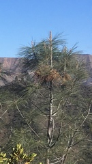Pinus sabiniana