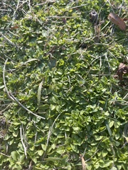 Nasturtium officinale