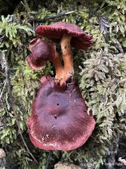 Cortinarius smithii