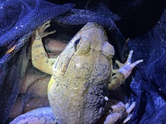 Limnonectes blythii