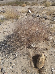 Tidestromia suffruticosa