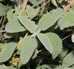 Marrubium peregrinum