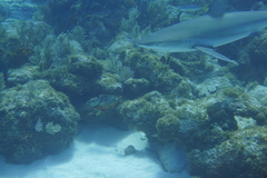 Carcharhinus perezii