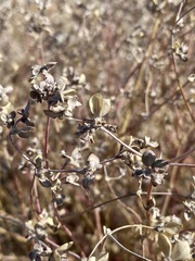 Tidestromia suffruticosa