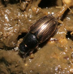 Melinopterus