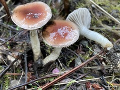 Gomphidius subroseus