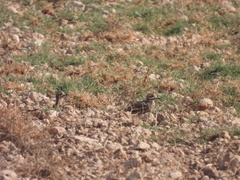 Burhinus oedicnemus