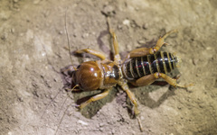 Ammopelmatus