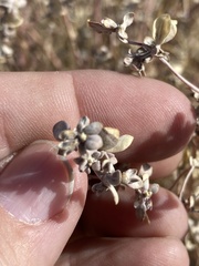 Tidestromia suffruticosa
