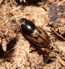 Chilothorax