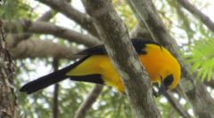 Gymnomystax mexicanus