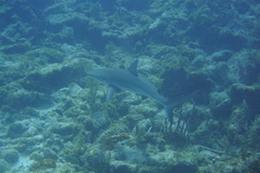Carcharhinus perezii