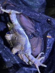 Limnonectes blythii
