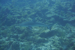 Carcharhinus perezii