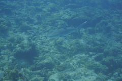 Carcharhinus perezii