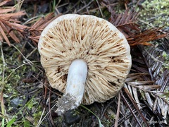Lactarius desjardinii