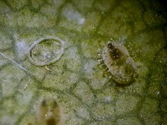 Siphoninus phillyreae