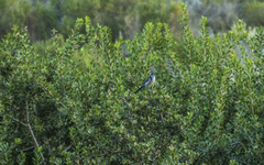 Aphelocoma insularis