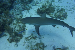 Carcharhinus perezii