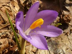 Crocus vernus