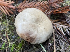 Lactarius desjardinii