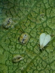 Siphoninus phillyreae