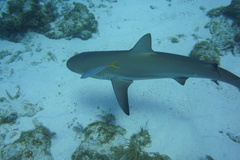 Carcharhinus perezii
