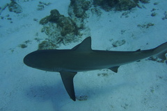 Carcharhinus perezii