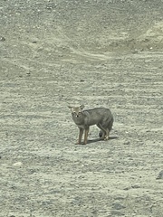 Lycalopex griseus