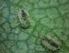 Siphoninus phillyreae