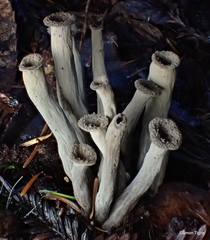 Craterellus calicornucopioides