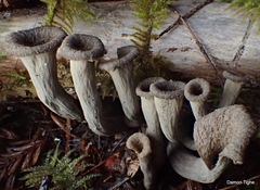 Craterellus calicornucopioides