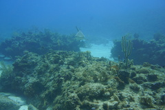 Carcharhinus perezii