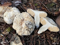 Lactarius desjardinii