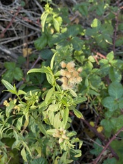 Baccharis glutinosa
