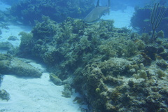 Carcharhinus perezii