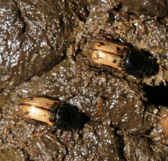 Chilothorax