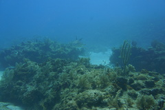 Carcharhinus perezii