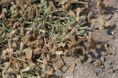 Dactyloctenium aegyptium