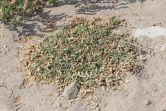 Dactyloctenium aegyptium