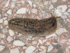 Phyllocaulis soleiformis