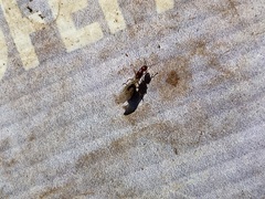 Solenopsis xyloni