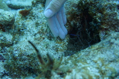 Ancylomenes pedersoni