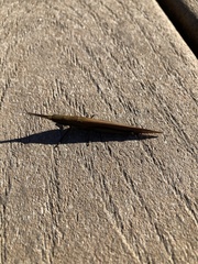 Leptysma marginicollis