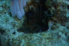 Ancylomenes pedersoni