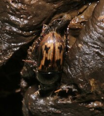 Chilothorax