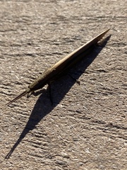 Leptysma marginicollis